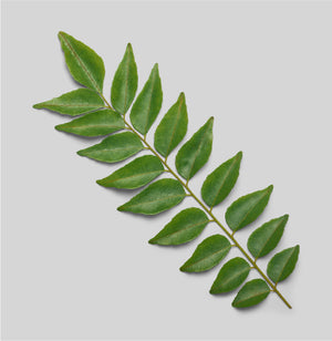 CO, Curry Leaf (2%)